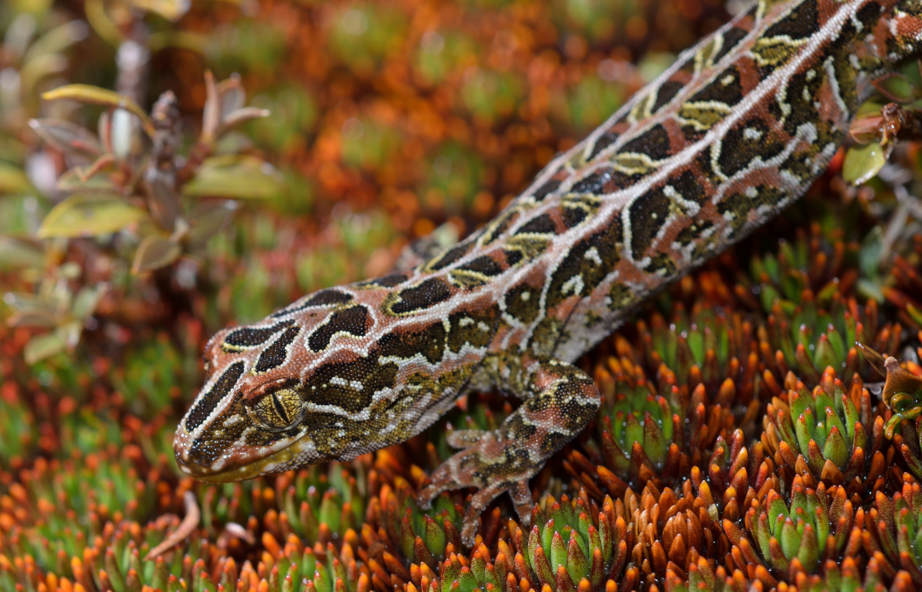 DSC_2790 – Adventure, Crispin, Hoplodactylus, Island, March 2017, National Park, New, New Zealand, Rakiura, South, Stewart, Tukutuku rakiurae, Zealand, amazing, gecko, harlequin gecko, rare, stunning